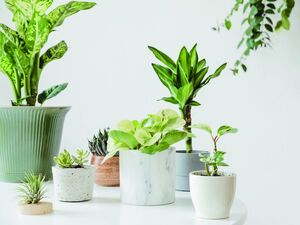Stylish and botany composition of home interior garden filled a