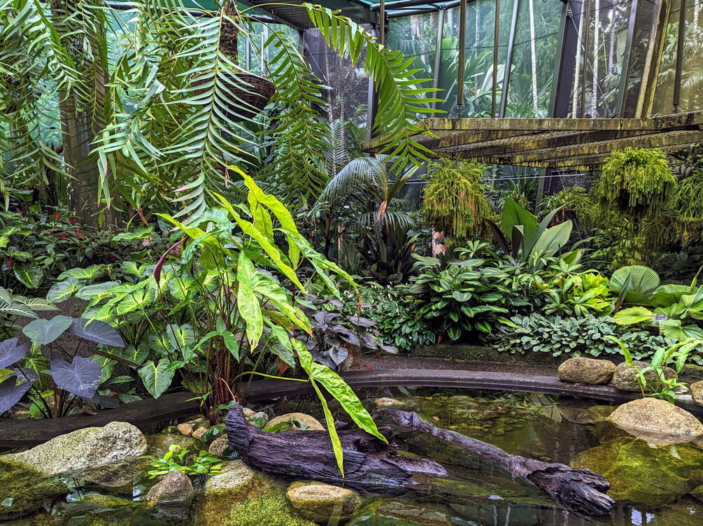 A selection of aroids grown in the Botanic Gardens.