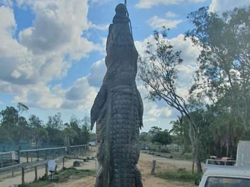 Surgical plate found in crocodile taken from wild in Tropical North  Queensland