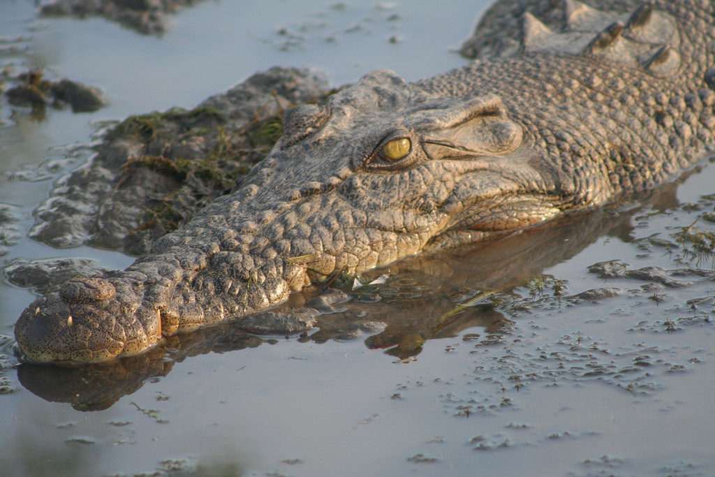 Croc filmed hanging out on Edmonton boat ramp Croc filmed hanging out on Edmonton boat ramp