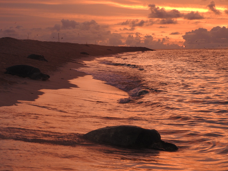 Turtles paddle in their thousands to Raine Island