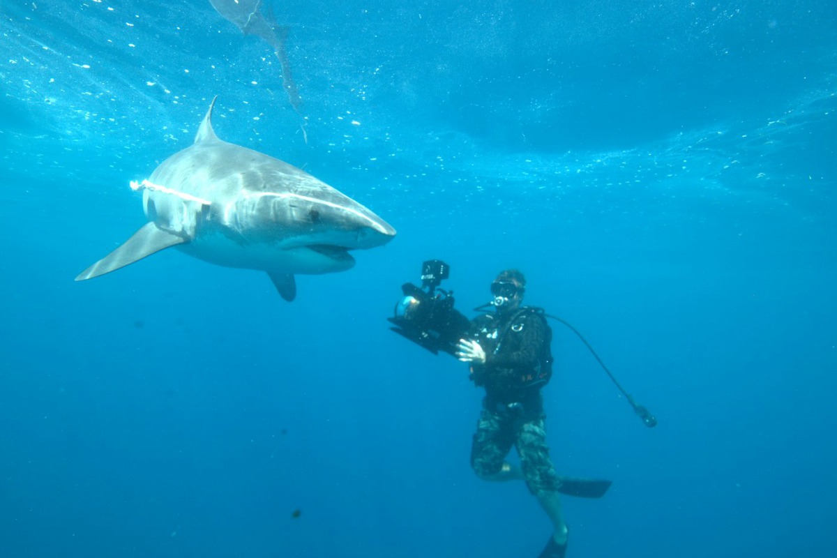 Shark whisperer shares tales from below