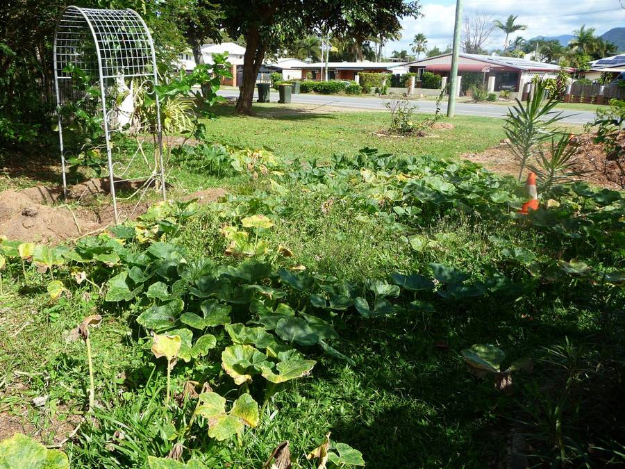 Urban food gardens in Cairns