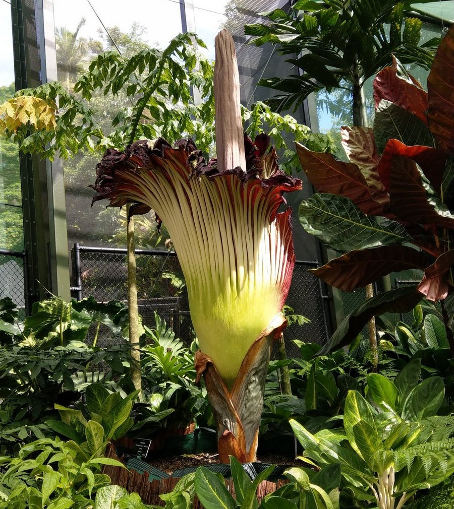 Spud the stinky flower blooms at Botanic Gardens