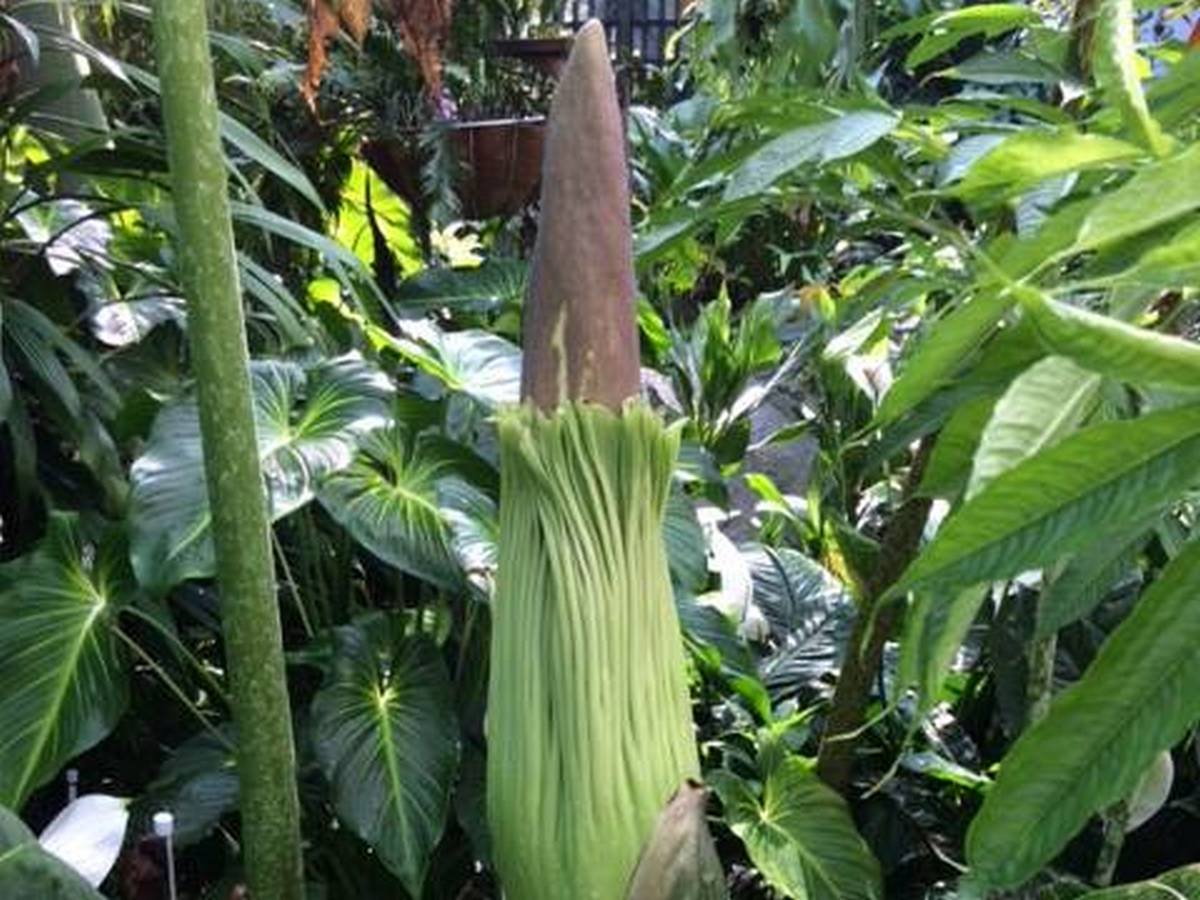 Flower that smells like rotting flesh set to bloom at Cairns Botanic