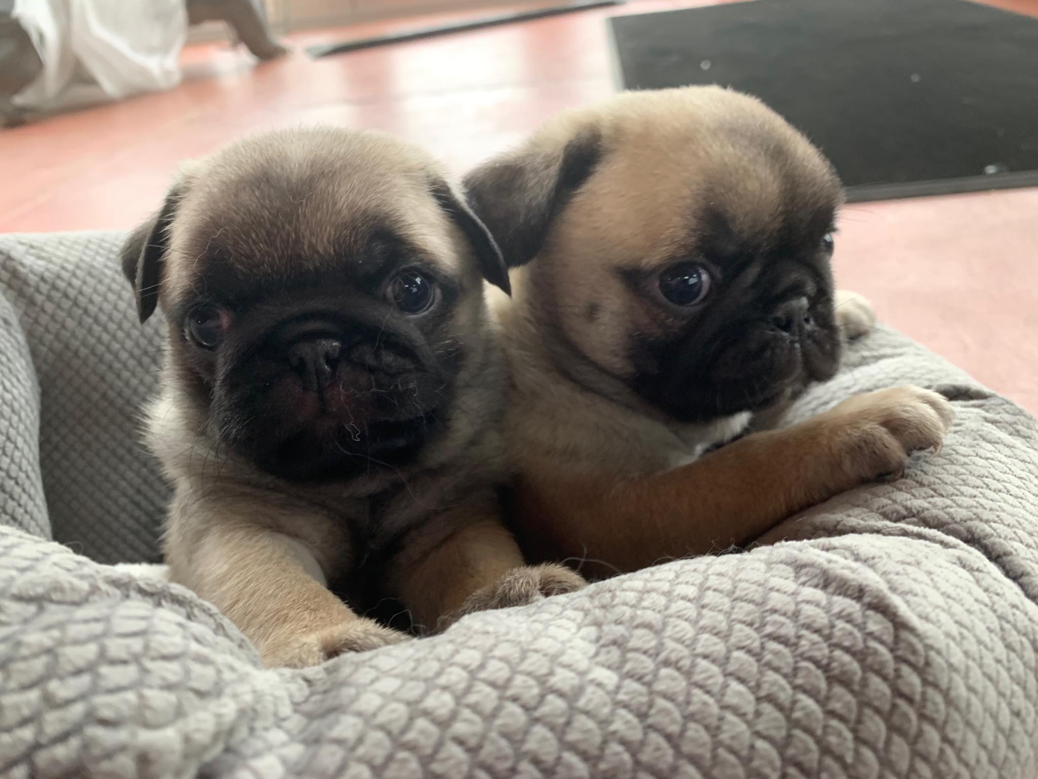 Locally owned Cairns pet shop set to close in February