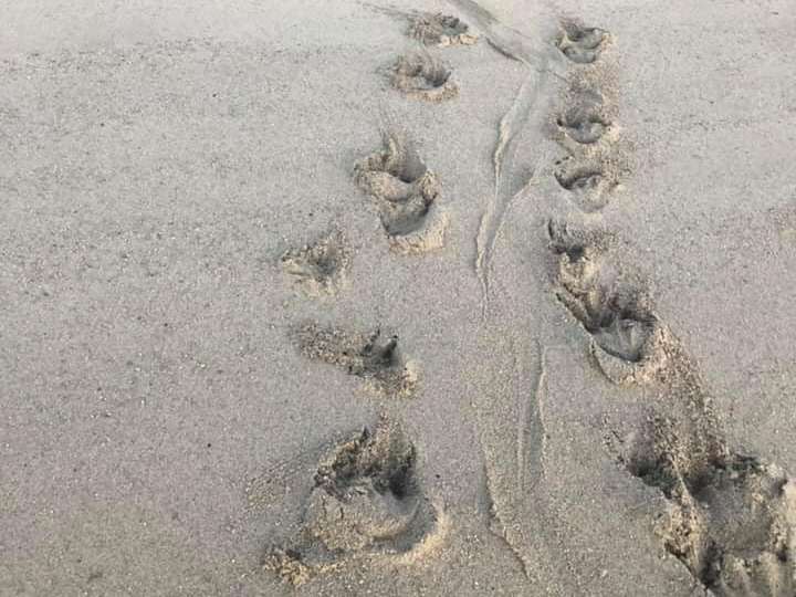 Giant croc prints on popular beach spark fear for public safety