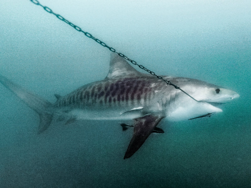 Smart drumlines for North Queensland beaches ruled out
