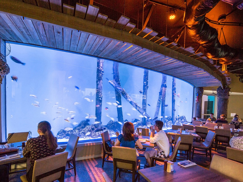 Dundee's restaurant to replace AquaLuna at Cairns Aquarium