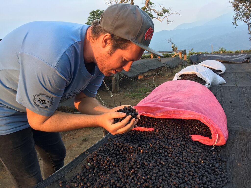 Olly bending over to sniff a handful of coffee bean fruit