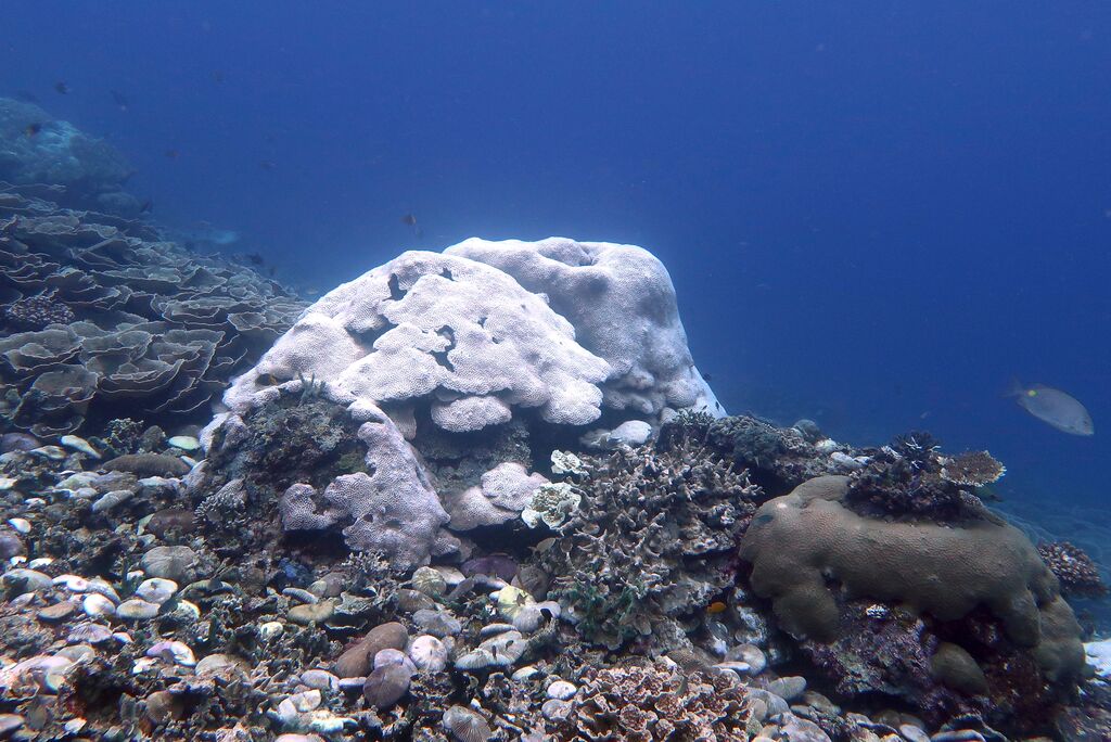 Research finds global warming target will be catastrophic, even for 'hope reefs' - TropicNow