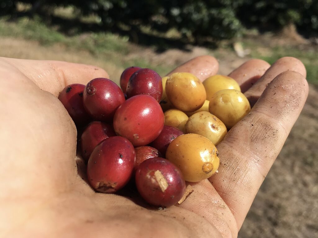 A close-up of a hand holding a ile of coffee bean fruit, both red and yellow in colour