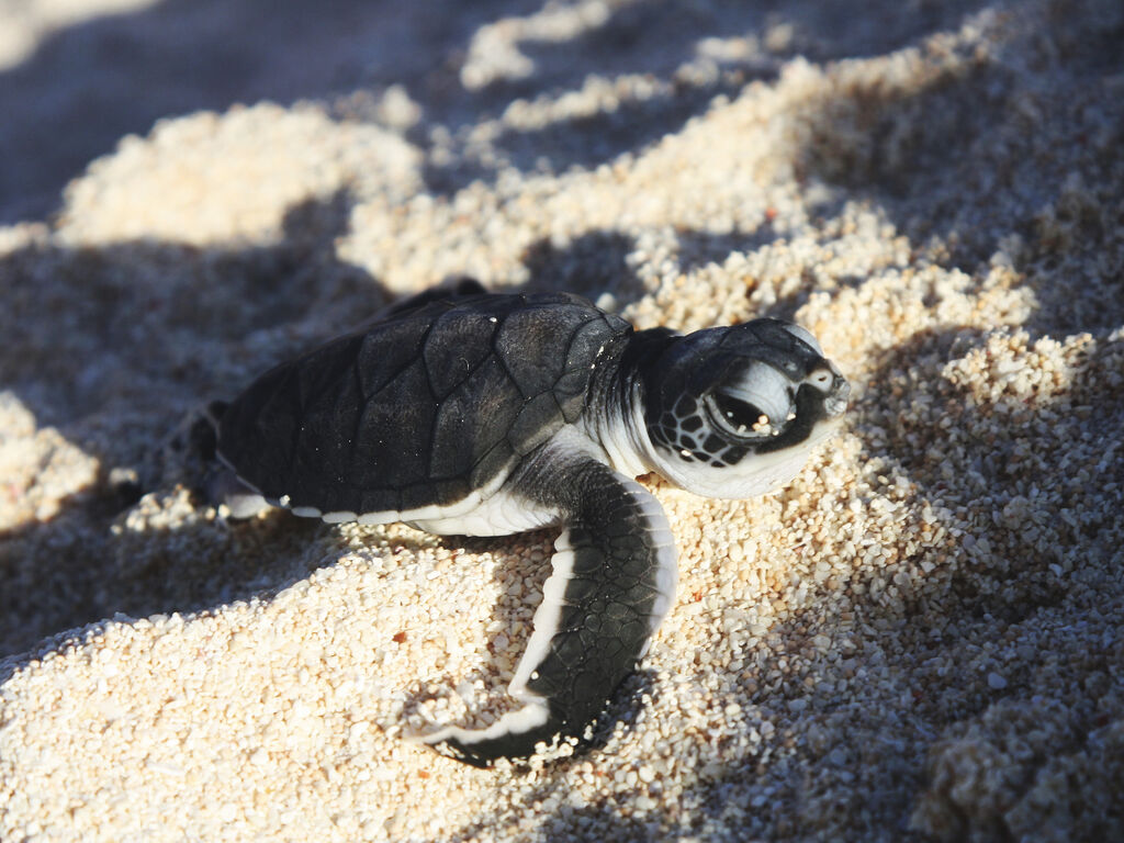 A close up of a baby green sea turtle on the sand. Credit: M. Turner
